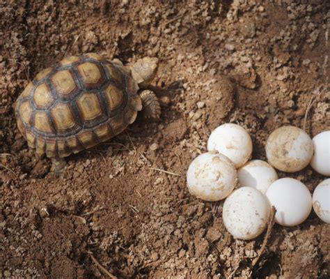 Tartaruga di terra che depone le uova
