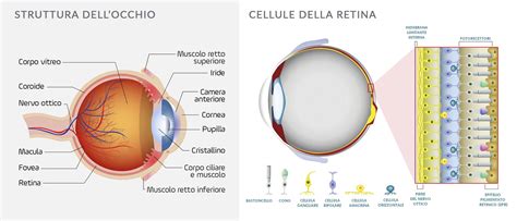 Struttura dell'iride e melanina