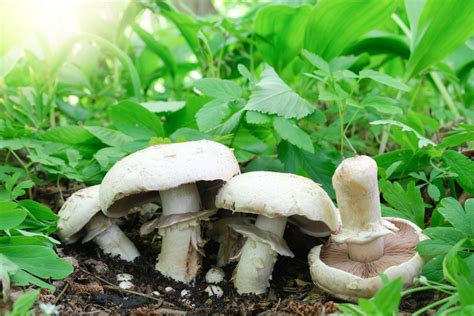 Varietà di funghi coltivati su un tavolo di legno: champignon, pioppini e cardoncelli