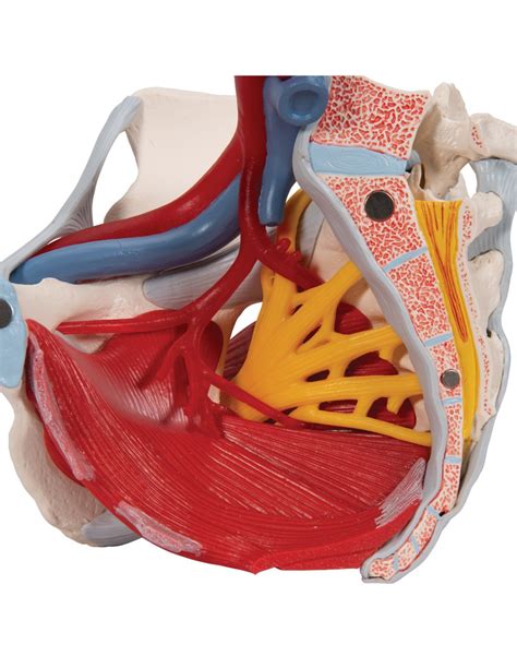Diagramma della pelvi femminile e delle disfunzioni pelvi-perineali