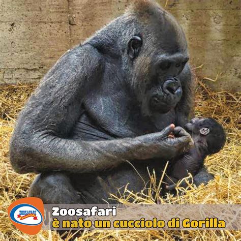 gorilla che coccola un cucciolo di peluche