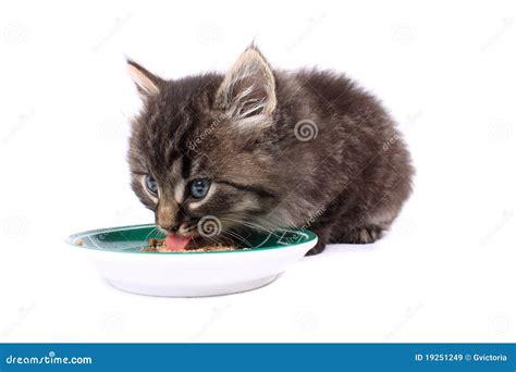 Gattino che mangia