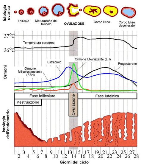 diagramma del ciclo ovarico e monitoraggio follicolare