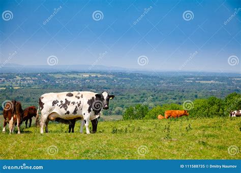 paesaggio rurale pugliese con bestiame al pascolo