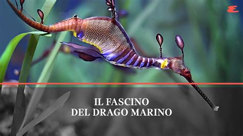 schema grafico del sistema di ecolocalizzazione a anelli viola del drago