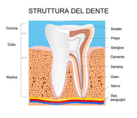 schema della composizione dell'amalgama dentale e interazione con la struttura dentaria