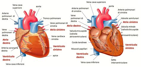 Schema del cuore umano e le sue funzioni