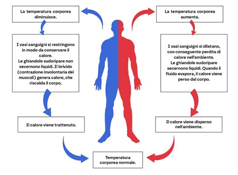 Diagramma che illustra la termoregolazione corporea e i meccanismi di dissipazione del calore.