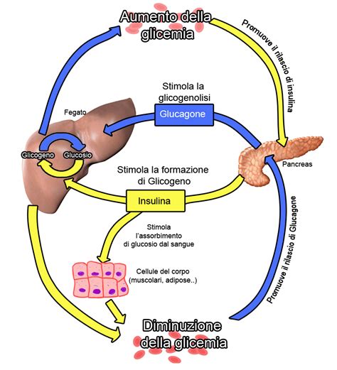 Schema che illustra le cause dell'enterocolite nel post-partum: stress, dieta, antibiotici, ormoni.