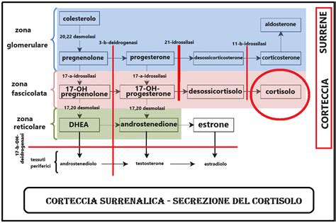 rappresentazione schematica del percorso biochimico del pregnenolone come precursore di cortisolo, progesterone e DHEA