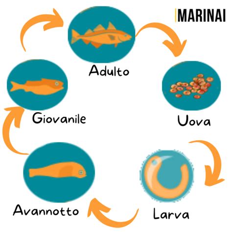 Ciclo vitale del pesce pagliaccio