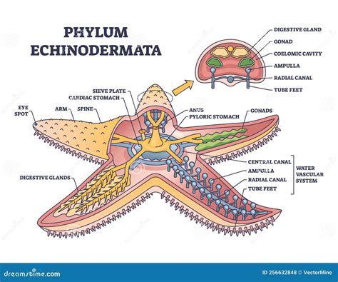 Anatomia della stella marina