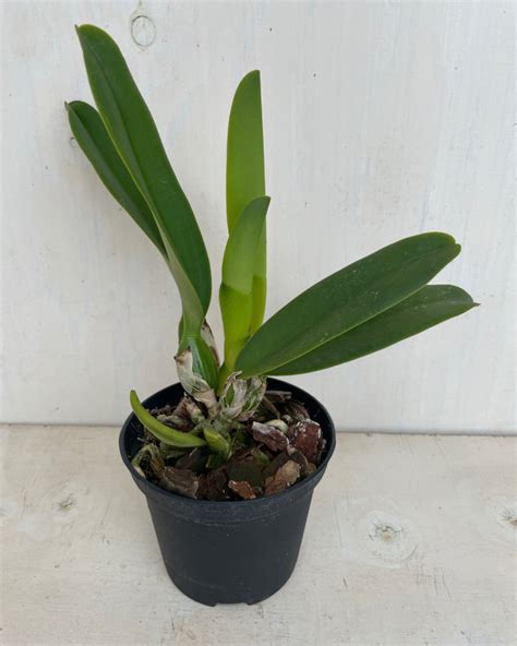 Pianta di Cattleya in fiore con dettagli dei petali