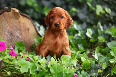 cucciolo di setter irlandese che gioca in un giardino