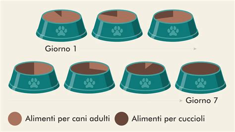 infografica sulla transizione alimentare graduale del cucciolo
