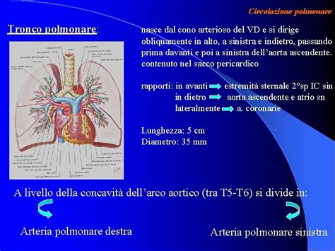 Sezione dell'aorta ascendente e tronco polmonare