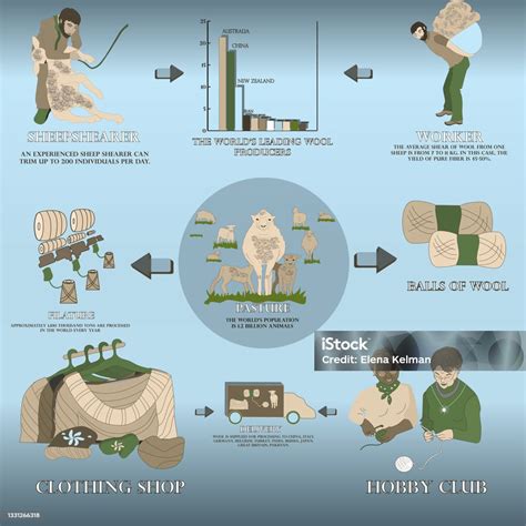 Infografica: Fasi della lavorazione della lana
