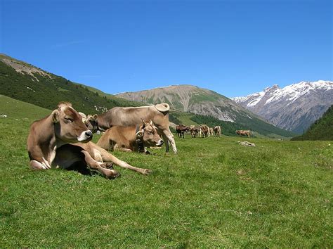 Bovini al pascolo in Svizzera