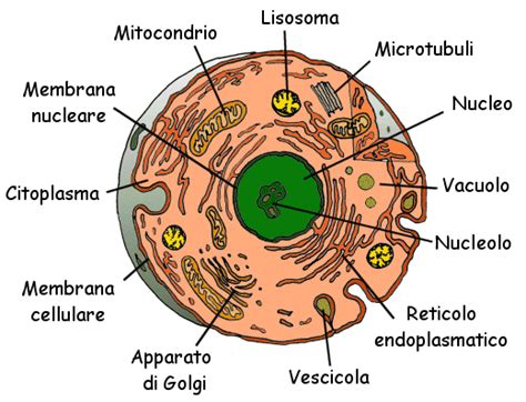 Schema di una cellula con geni attivati e repressi