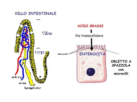 Micrografia degli enterociti con microvilli