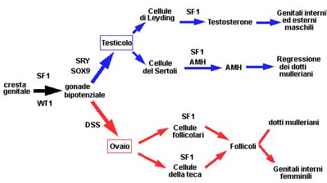Schema molecolare della determinazione del sesso nei mammiferi
