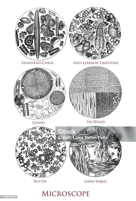 Microscopio e campioni placentari