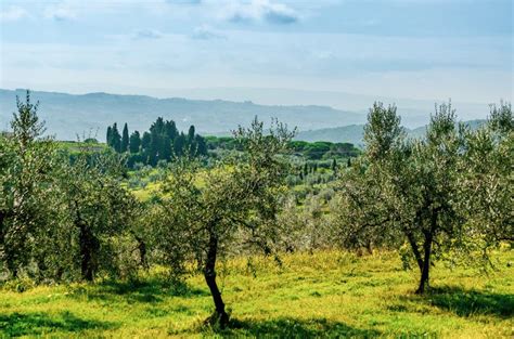 Paesaggio tipico delle campagne sassaresi con oliveti e infrastrutture stradali sullo sfondo