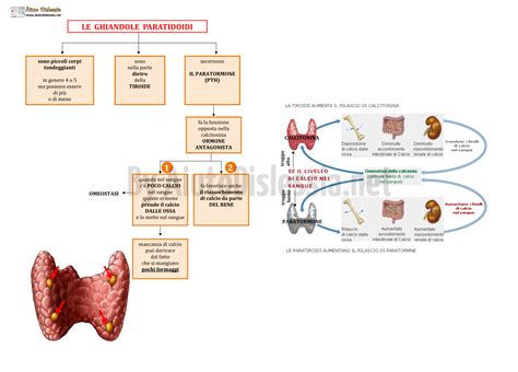 rappresentazione schematica dell'impatto dell'obesità sul sistema endocrino materno e fetale
