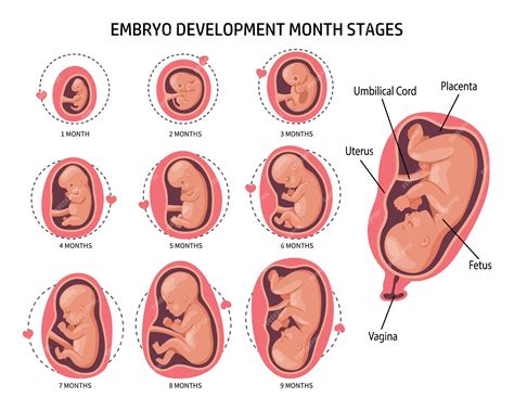 Illustrazione di un feto in utero con indicazione del periodo gestazionale
