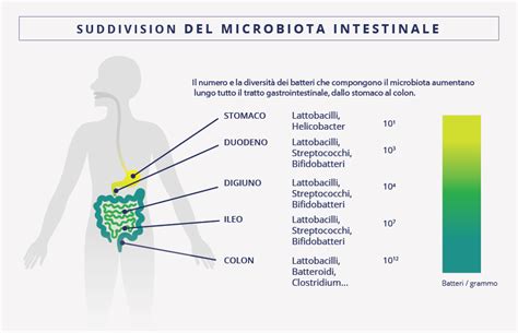 Diagramma che illustra la composizione del microbioma intestinale