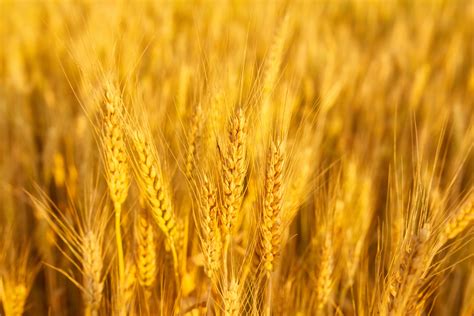Campo di grano dorato sotto il sole estivo