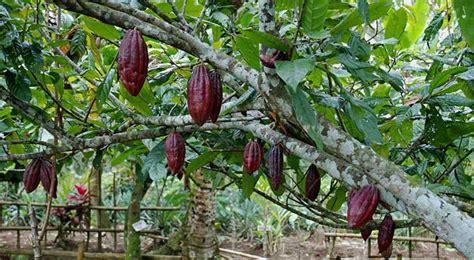 Piantagione di cacao con intercropping nelle Filippine