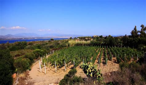 Vigneti in Sardegna