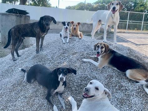 Volontari LIDA Versilia durante le attività di accudimento dei cani nel rifugio