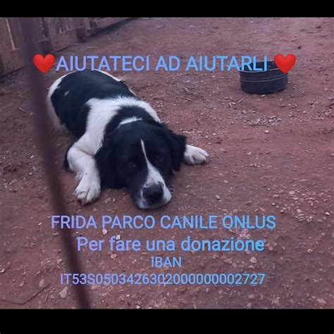 Un cane in attesa di adozione, protagonista del calendario LIDA