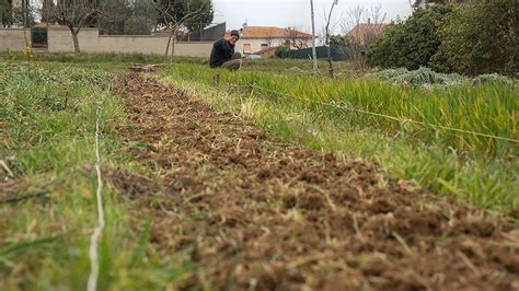 Esempio di coltura da sovescio prima dell'interramento