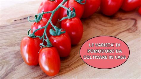 Confronto visivo tra due varietà di pomodoro (una resistente e una delicata)
