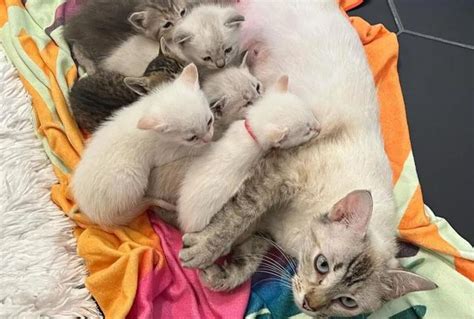 Gatta con i suoi gattini in un ambiente tranquillo