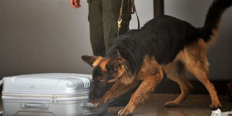 Image of police K9 unit sniffing for drugs