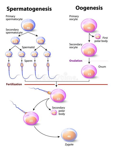 rappresentazione schematica del ciclo di spermatogenesi e dei fattori di rischio ambientali