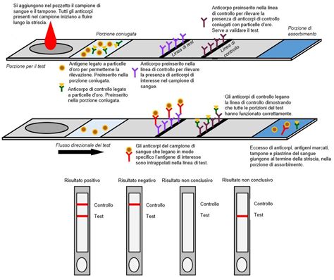Schema del funzionamento di un test immunocromatografico per progesterone