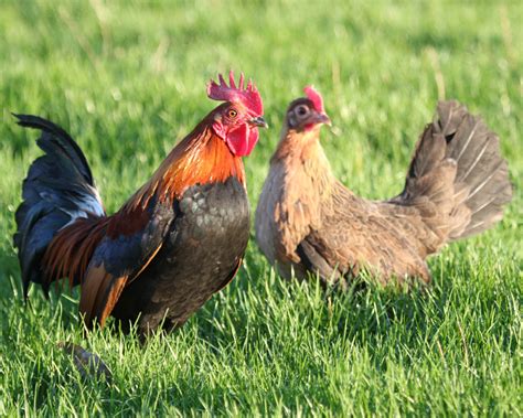 Gallo e gallina in un pollaio
