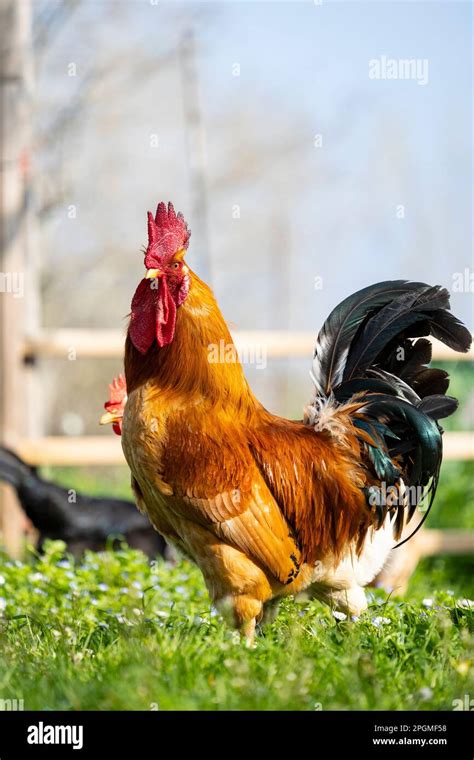 Gallo che corteggia una gallina