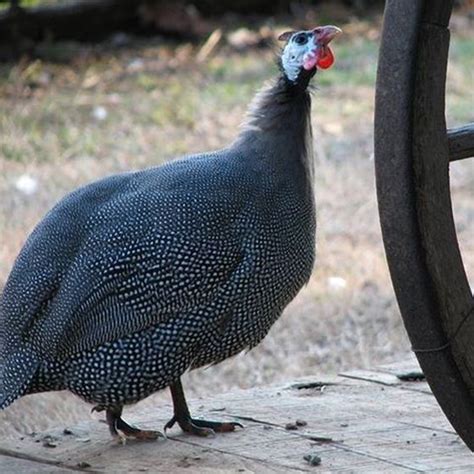 Gallo e faraona insieme
