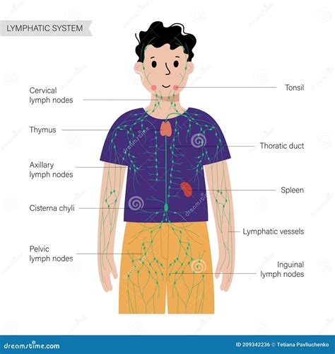 rappresentazione del sistema linfatico nel corpo umano