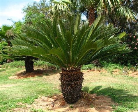 Cycas revoluta in un giardino storico