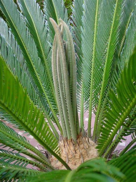 Dettaglio delle foglie carpellari di Cycas in fase di apertura
