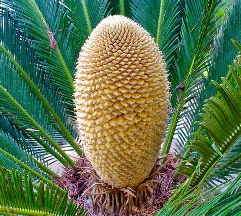 L'apparato riproduttivo maschile della Cycas revoluta (strobilo conico)