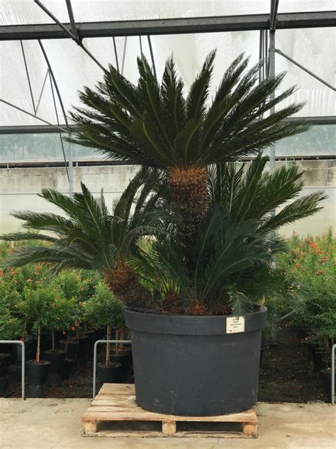 Esemplare di Cycas revoluta in perfetta salute e rigoglio