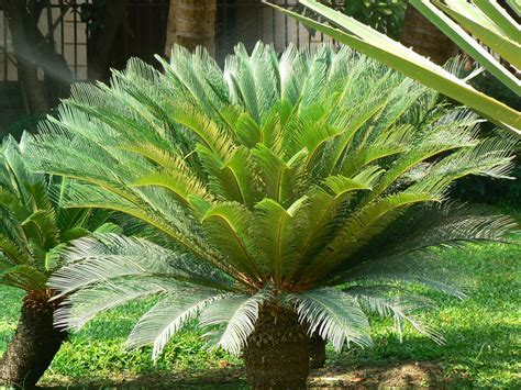 Polloni alla base del tronco di una Cycas revoluta, pronti per la propagazione